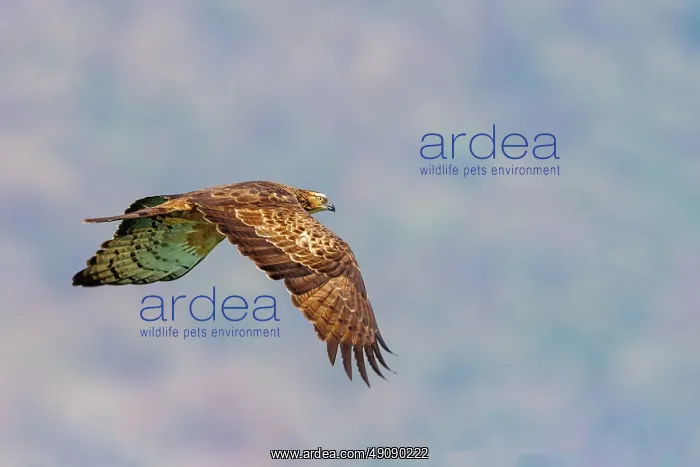 : Oriental honey Buzzard : Oriental honey Buzzard