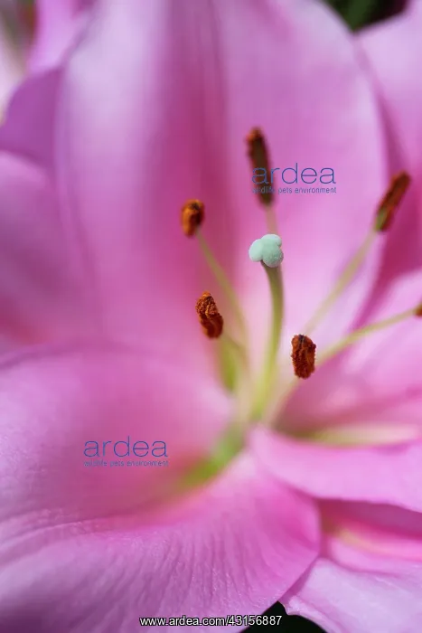 : Oriental lily, Lilium Homerus, Close side view : Oriental lily, Lilium Homerus, Close side view