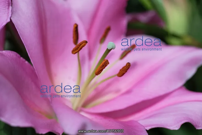 : Oriental lily, Lilium Homerus, Close side view : Oriental lily, Lilium Homerus, Close side view