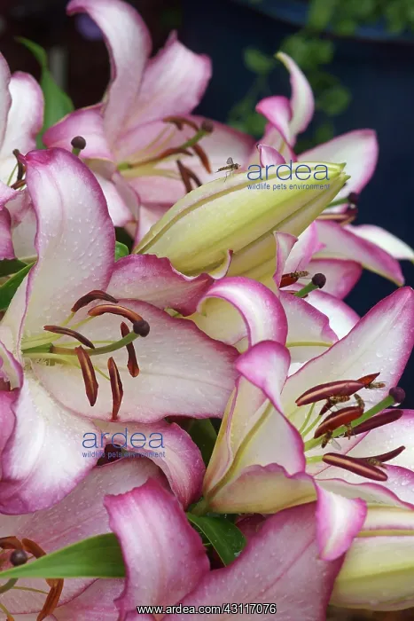 : Oriental lily, Lilium Hotline, several pink edged flowers : Oriental lily, Lilium Hotline, several pink edged flowers