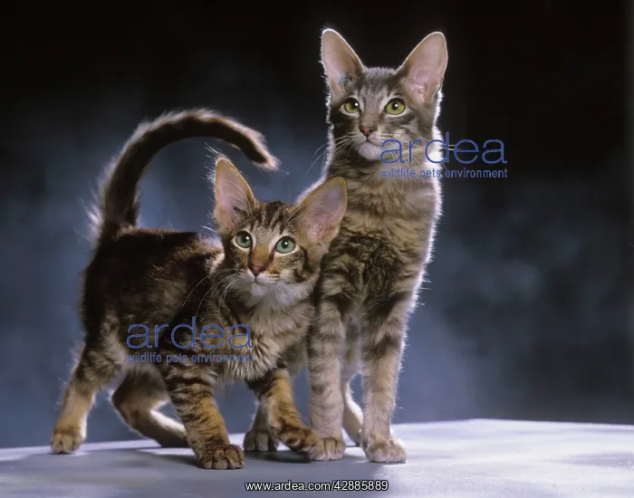  : Oriental Long-haired  /  Mandarin Cat