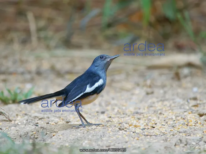  : Oriental Magpie Robin Copsychus saularis Cat Tien