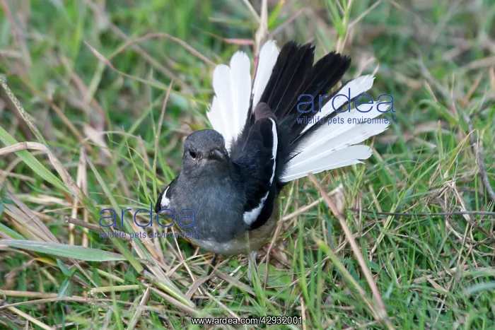  : Oriental Magpie-Robin - Female displaying