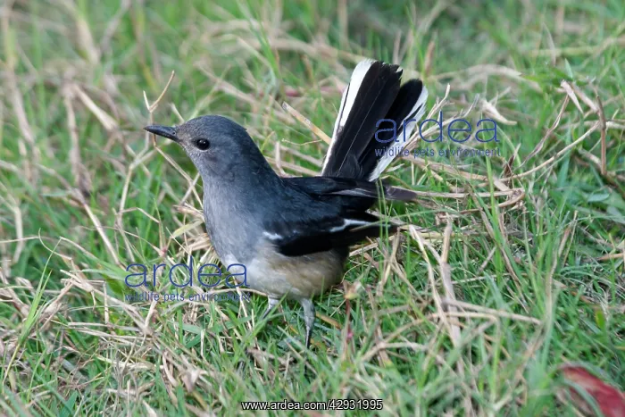  : Oriental Magpie-Robin - Female in grass
