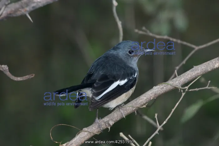 : Oriental Magpie-Robin - Female perched on branch : Oriental Magpie-Robin - Female perched on branch
