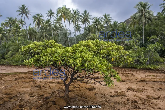 : Oriental mangrove (Bruguiera gymnorrhiza) at low : Oriental mangrove (Bruguiera gymnorrhiza) at low