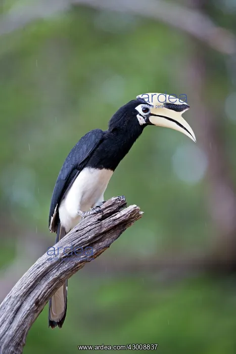 : Oriental Pied Hornbill : Oriental Pied Hornbill