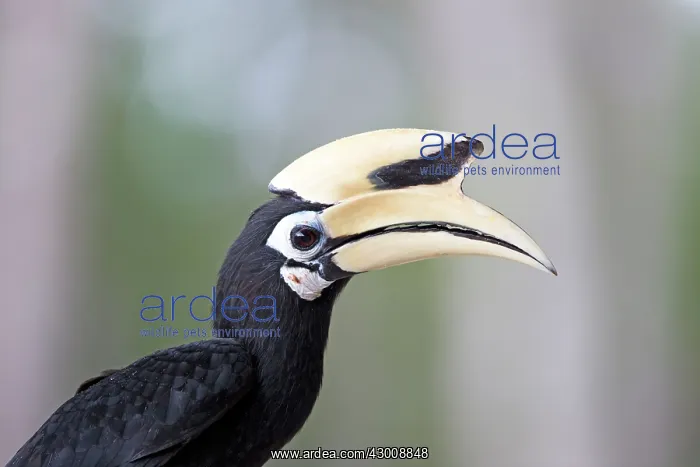 : Oriental Pied Hornbill : Oriental Pied Hornbill