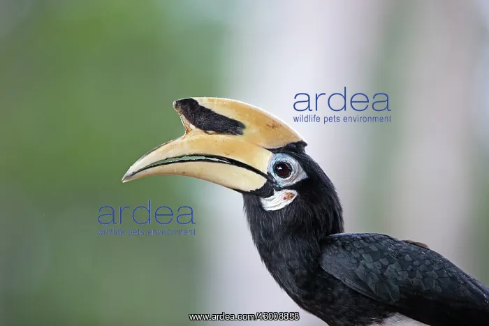 : Oriental Pied Hornbill : Oriental Pied Hornbill