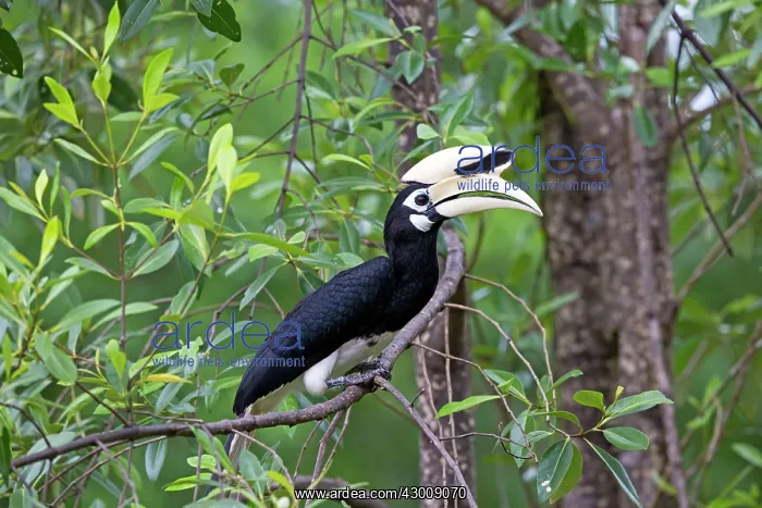 : Oriental Pied Hornbill : Oriental Pied Hornbill