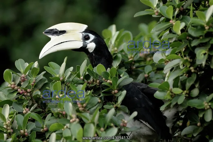 : Oriental Pied Hornbill : Oriental Pied Hornbill