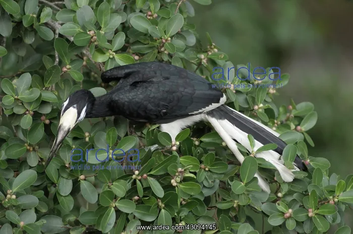 : Oriental Pied Hornbill : Oriental Pied Hornbill