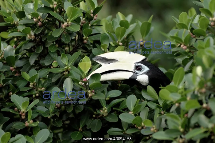 : Oriental Pied Hornbill : Oriental Pied Hornbill
