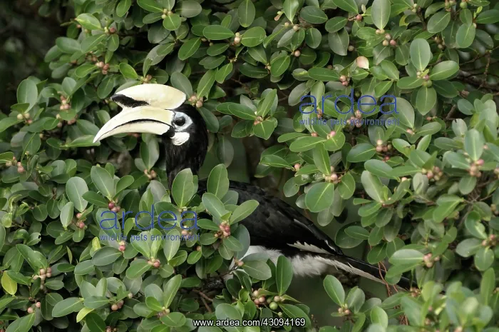 : Oriental Pied Hornbill : Oriental Pied Hornbill