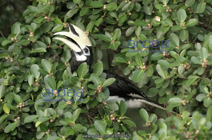 : Oriental Pied Hornbill : Oriental Pied Hornbill
