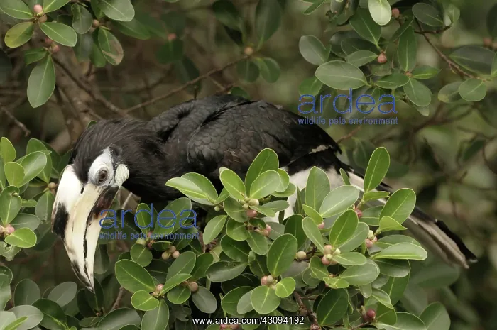 : Oriental Pied Hornbill : Oriental Pied Hornbill