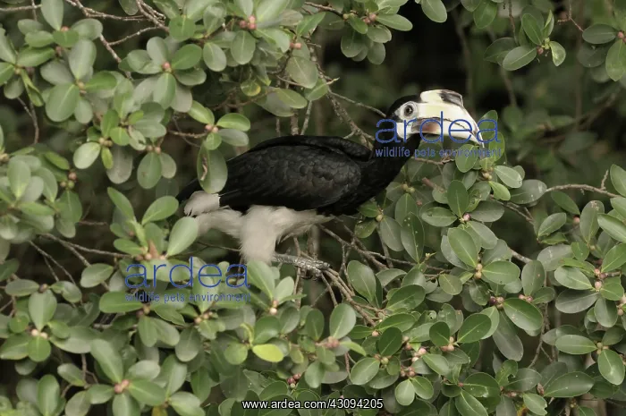 : Oriental Pied Hornbill : Oriental Pied Hornbill