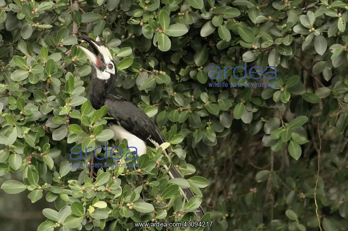 : Oriental Pied Hornbill : Oriental Pied Hornbill