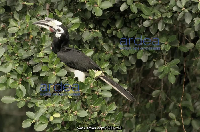 : Oriental Pied Hornbill : Oriental Pied Hornbill
