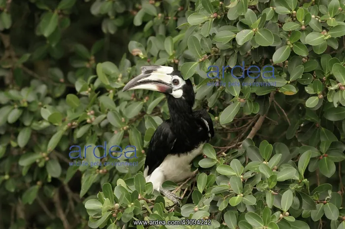 : Oriental Pied Hornbill : Oriental Pied Hornbill