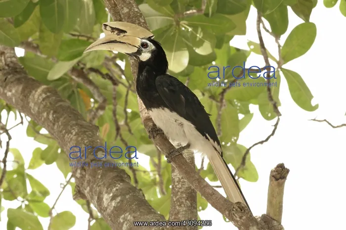 : Oriental Pied Hornbill : Oriental Pied Hornbill