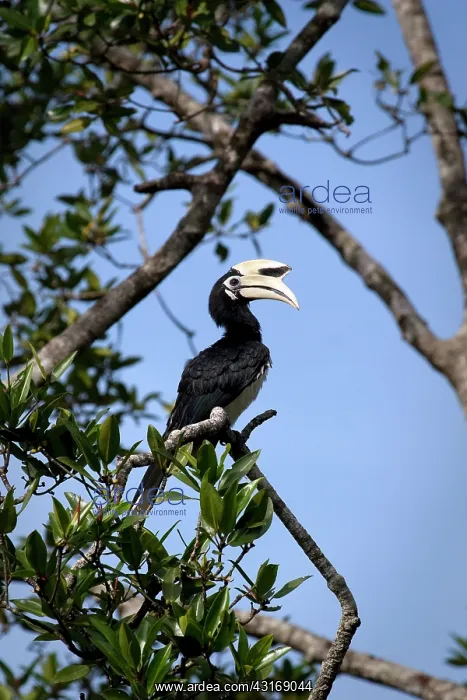 : Oriental Pied-Hornbill : Oriental Pied-Hornbill