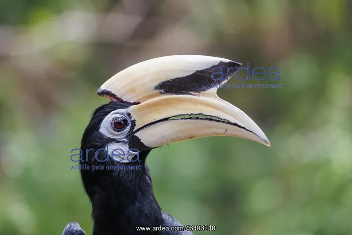 : Oriental pied Hornbill : Oriental pied Hornbill