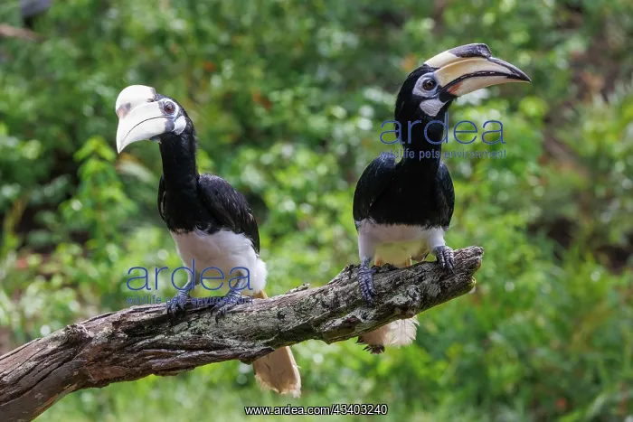: Oriental pied Hornbill : Oriental pied Hornbill