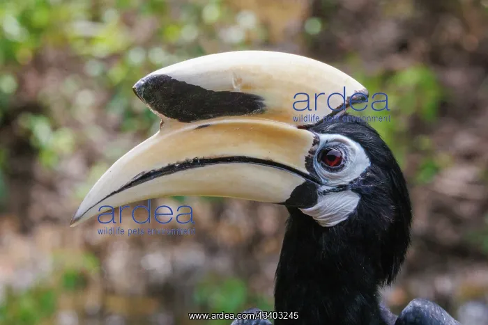 : Oriental pied Hornbill : Oriental pied Hornbill