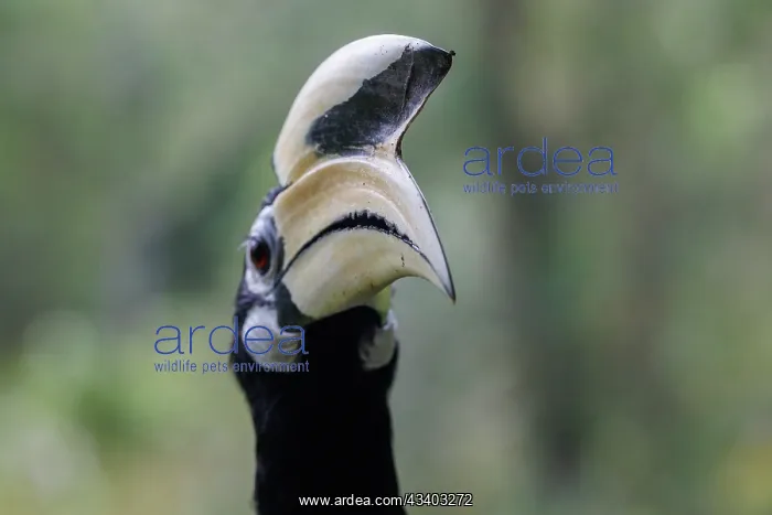 : Oriental pied Hornbill : Oriental pied Hornbill