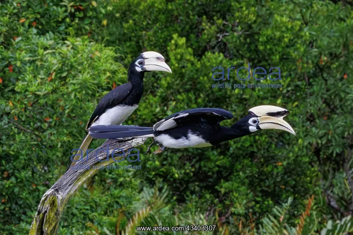 : Oriental pied Hornbill : Oriental pied Hornbill