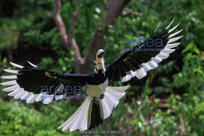 : Oriental pied Hornbill : Oriental pied Hornbill