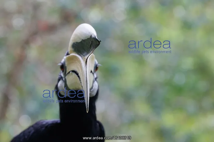 : Oriental pied Hornbill : Oriental pied Hornbill