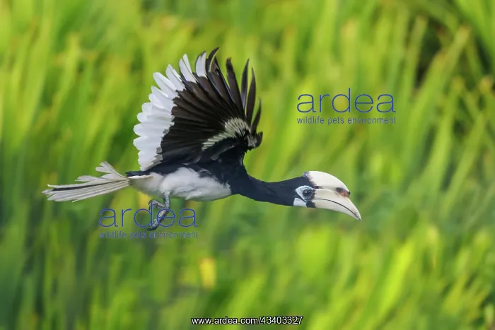 : Oriental pied Hornbill : Oriental pied Hornbill