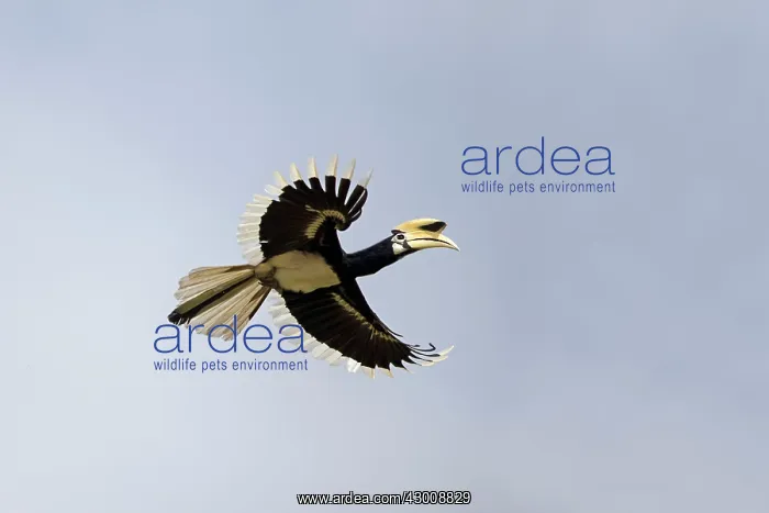 : Oriental Pied Hornbill in flight : Oriental Pied Hornbill in flight