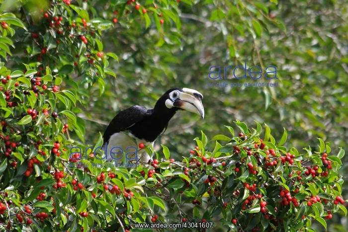 : Oriental Pied Hornbill Oriental Pied Hornbill : Oriental Pied Hornbill Oriental Pied Hornbill