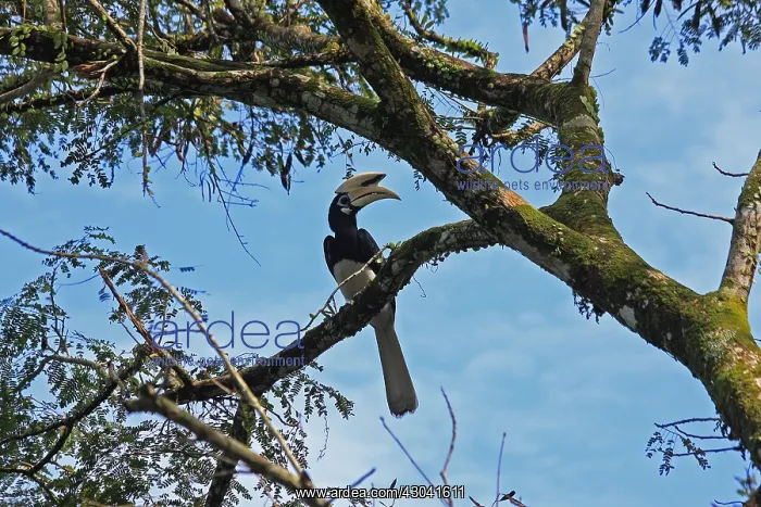 : Oriental Pied Hornbill Oriental Pied Hornbill : Oriental Pied Hornbill Oriental Pied Hornbill