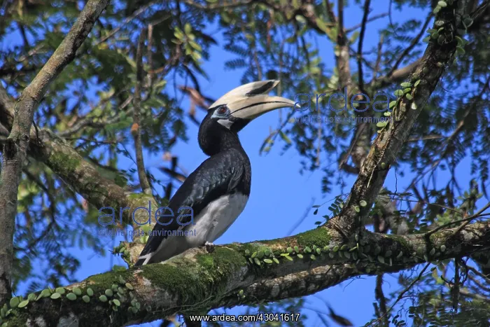 : Oriental Pied Hornbill Oriental Pied Hornbill : Oriental Pied Hornbill Oriental Pied Hornbill
