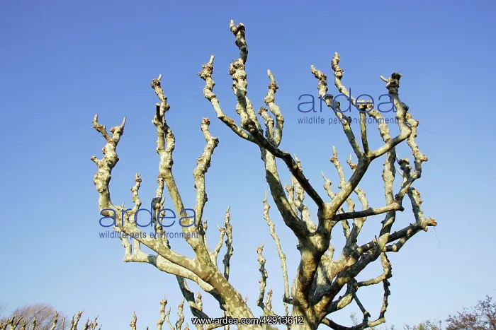 : Oriental plane tree : Oriental plane tree