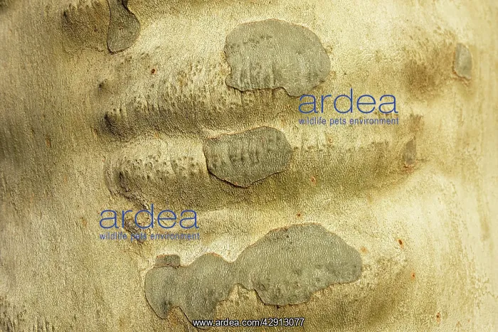 : Oriental plane tree - close-up of bark : Oriental plane tree - close-up of bark