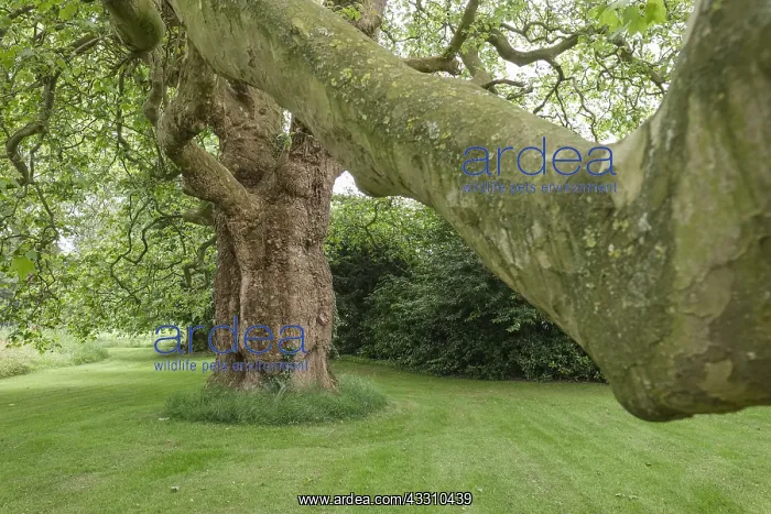 : Oriental Plane Tree - West Lexham Gardens Norfolk : Oriental Plane Tree - West Lexham Gardens Norfolk