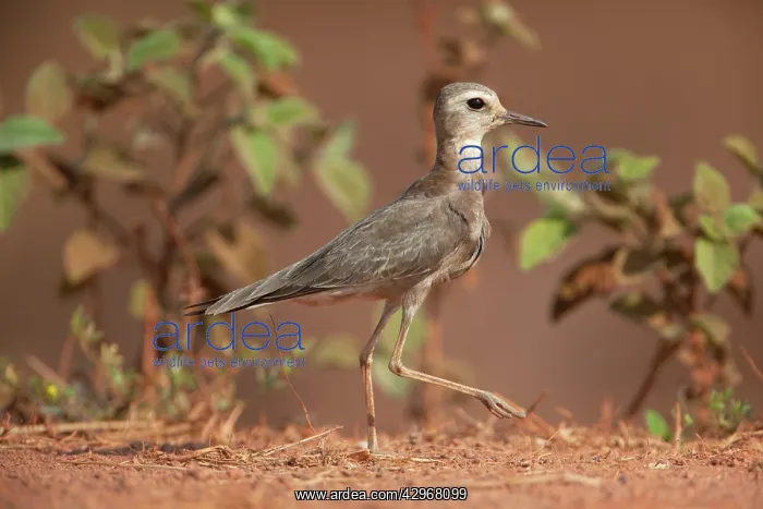 : Oriental Plover : Oriental Plover