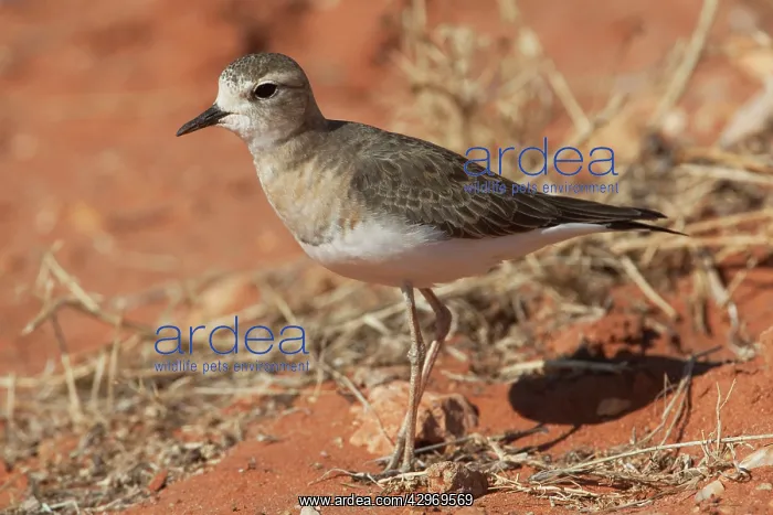  : Oriental Plover