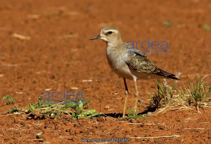 : Oriental Plover - A migrant from Mongolia and Russia : Oriental Plover - A migrant from Mongolia and Russia