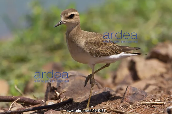: Oriental Plover / Oriental Dotterel : Oriental Plover / Oriental Dotterel