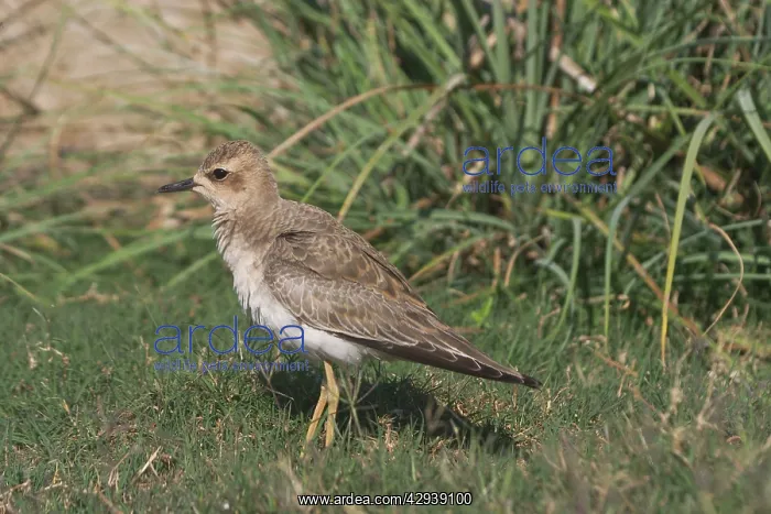 : Oriental Plover / Oriental Dotterel / Eastern Sand : Oriental Plover / Oriental Dotterel / Eastern Sand