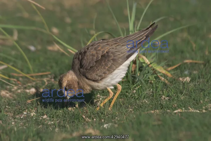 : Oriental Plover / Oriental Dotterel / Eastern Sand : Oriental Plover / Oriental Dotterel / Eastern Sand