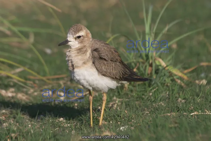 : Oriental Plover / Oriental Dotterel / Eastern Sand : Oriental Plover / Oriental Dotterel / Eastern Sand