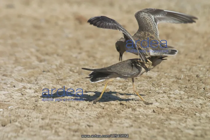 : Oriental Plover / Oriental Dotterel / Eastern Sand : Oriental Plover / Oriental Dotterel / Eastern Sand