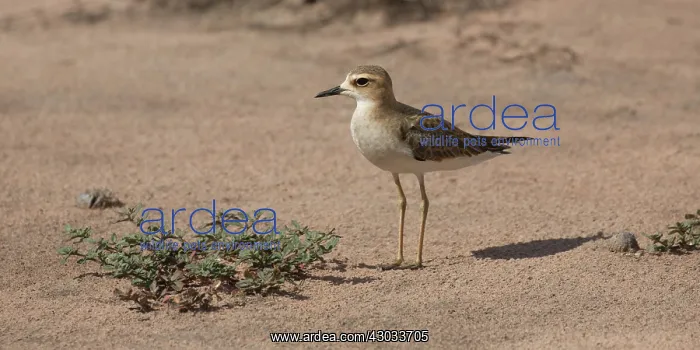 : Oriental Plover - on the Peppimenarti floodplain : Oriental Plover - on the Peppimenarti floodplain